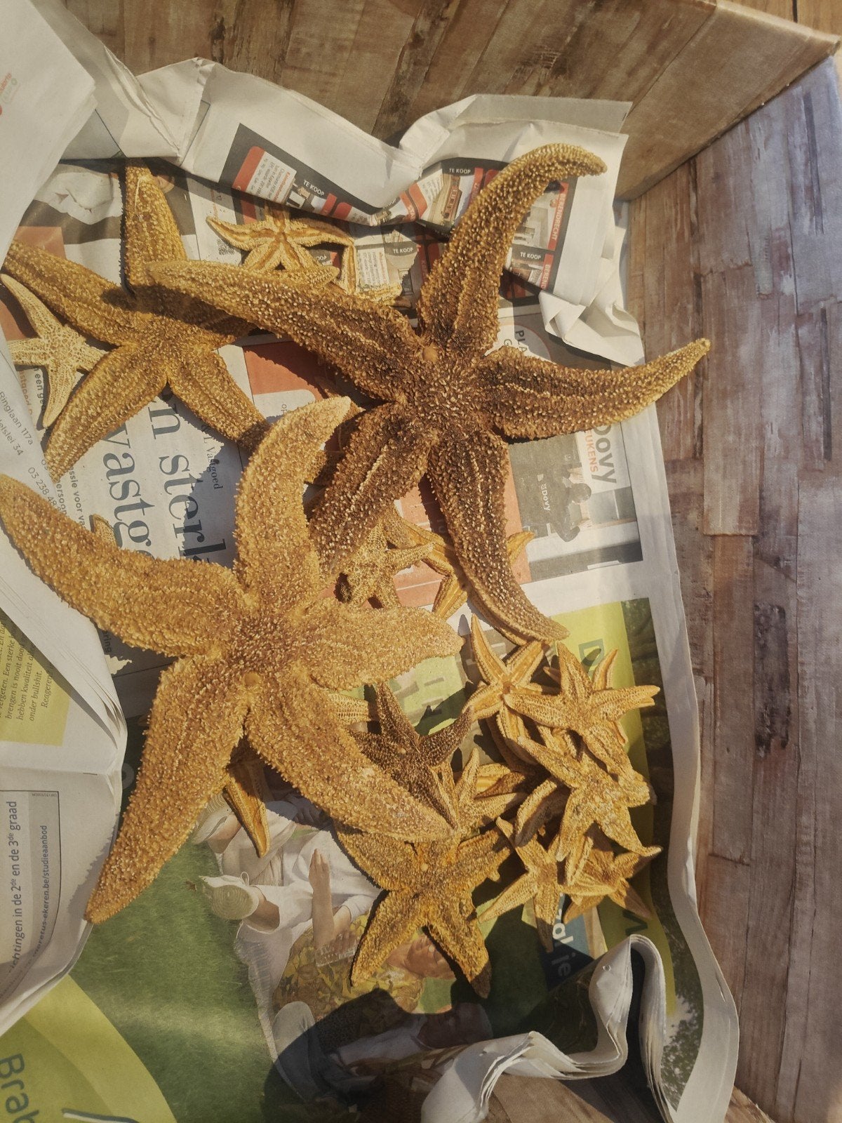 30 tal gedroogde zeesterren, Animaux & Accessoires, Insectes & Araignées