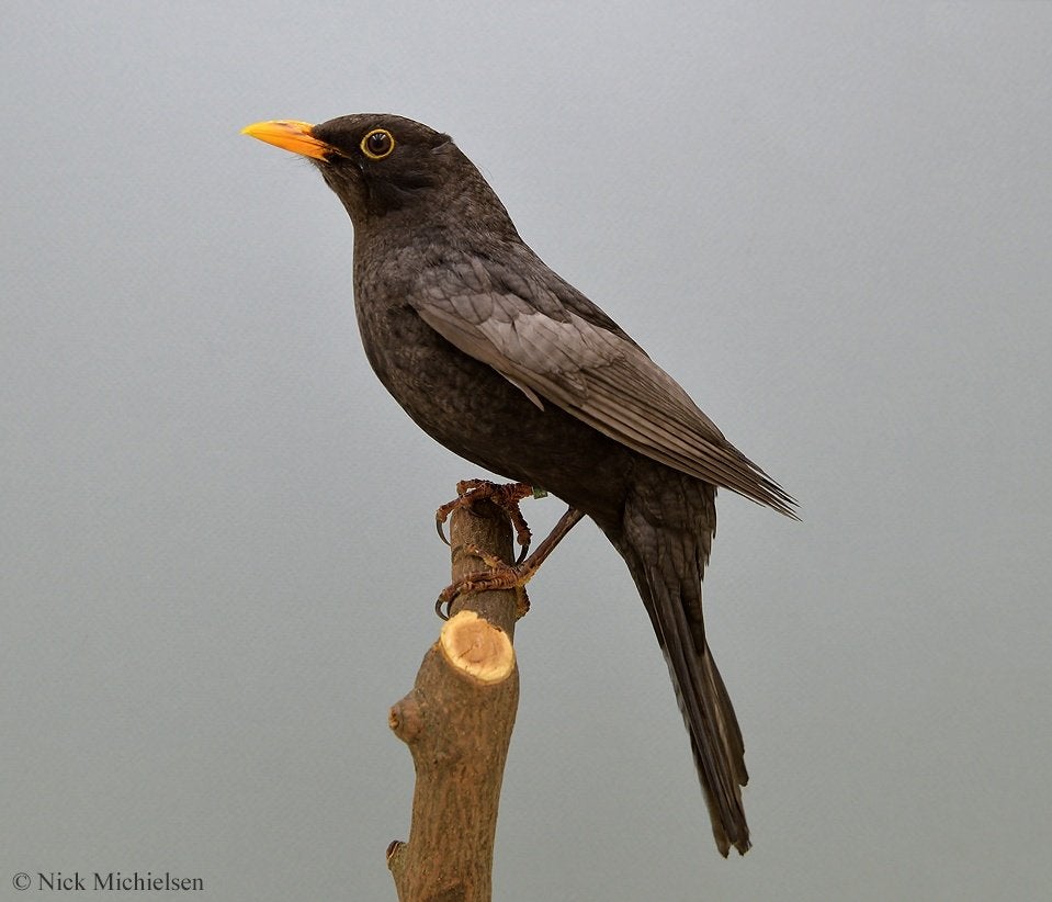 merels, Meerdere dieren, Wildzangvogel, Geringd