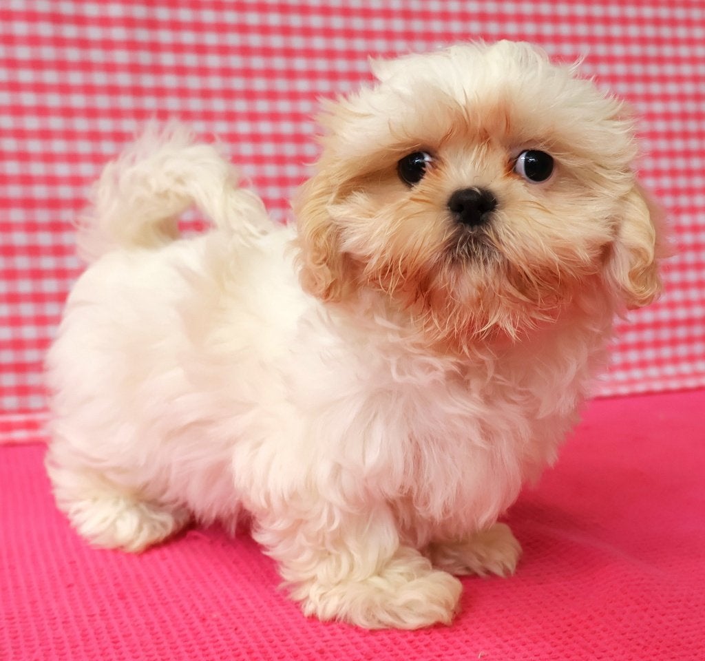 Super leuke Shih-Tzu pups!, Dieren en Toebehoren, 15 weken tot 1 jaar, Overige rassen, Buitenland, Teef