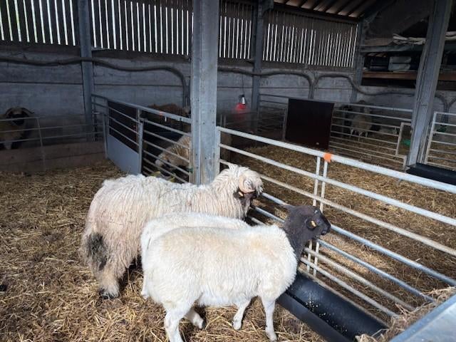 kweekrammen Dorper en Walliser, Mannelijk, Schaap, 0 tot 2 jaar