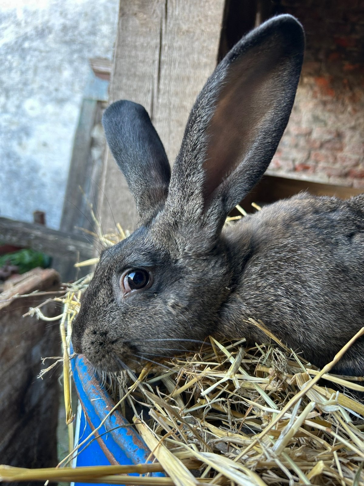 Vlaamse reus, Dieren en Toebehoren, Konijnen, Mannelijk, Groot, 0 tot 2 jaar