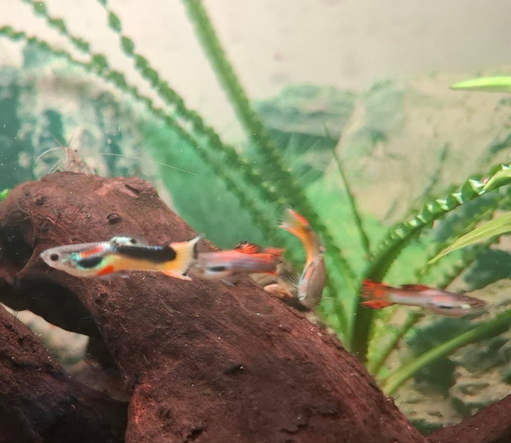 Jonge endler guppies