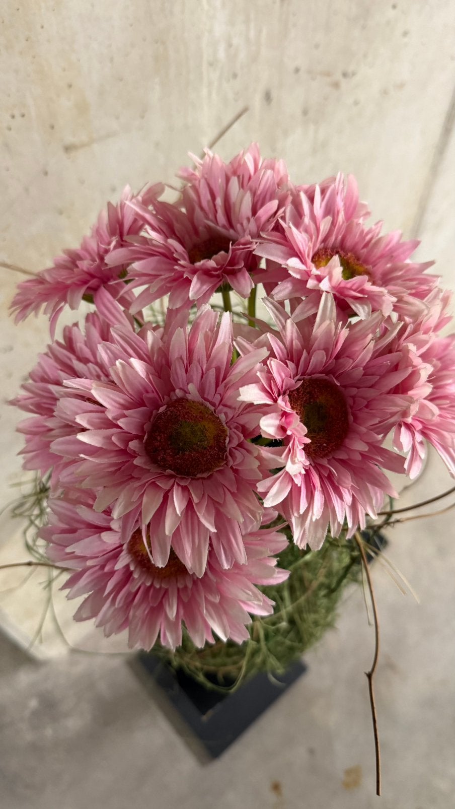 Margrieten roos, Ophalen of Verzenden, Zo goed als nieuw
