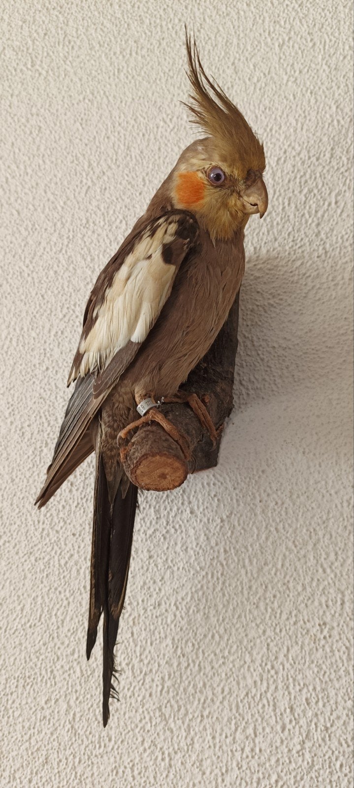 Oiseau de taxidermie calopsitte monté, Enlèvement ou Envoi, Oiseaux