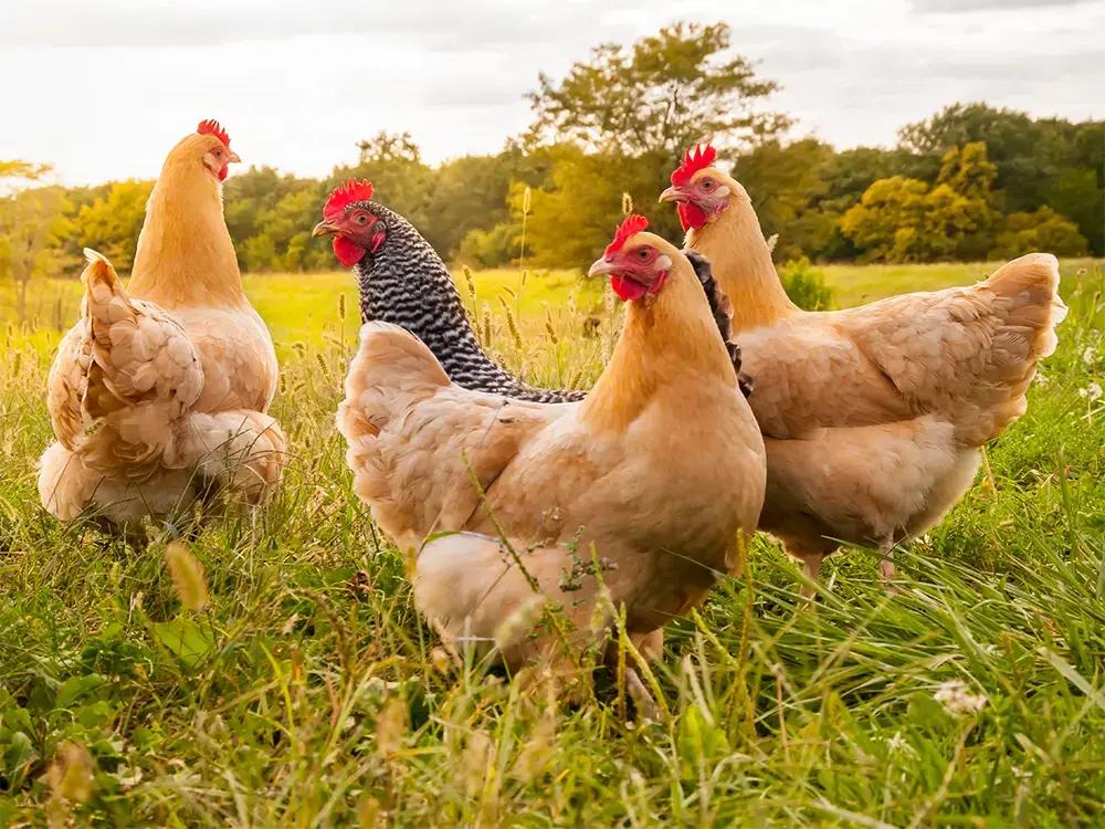 Opkopen van legkippen, Dieren en Toebehoren, Pluimvee, Vrouwelijk, Kip