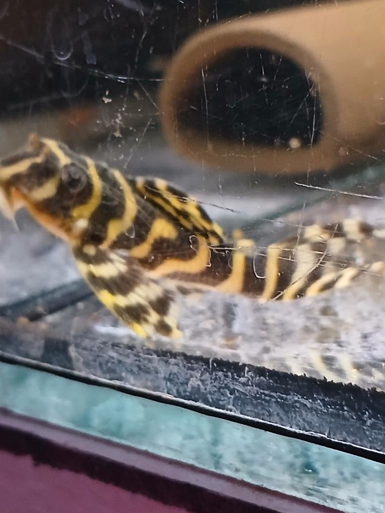 L333 goldline King Tiger pleco., Dieren en Toebehoren, Vissen | Aquariumvissen