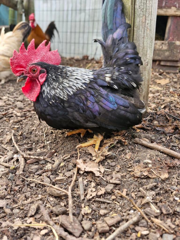Chabo haantje, Dieren en Toebehoren, Pluimvee