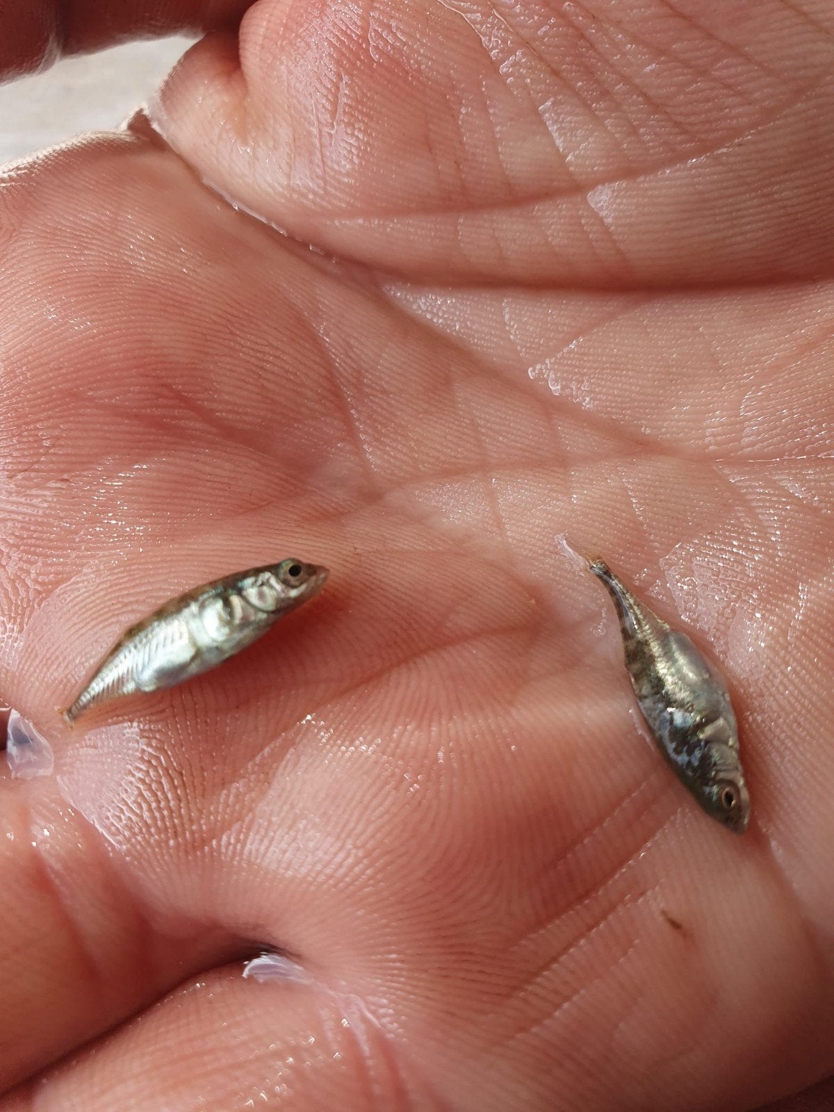 Prachtige 3 doornige stekelbaarzen 2 cm, Dieren en Toebehoren, Vissen | Vijvervissen