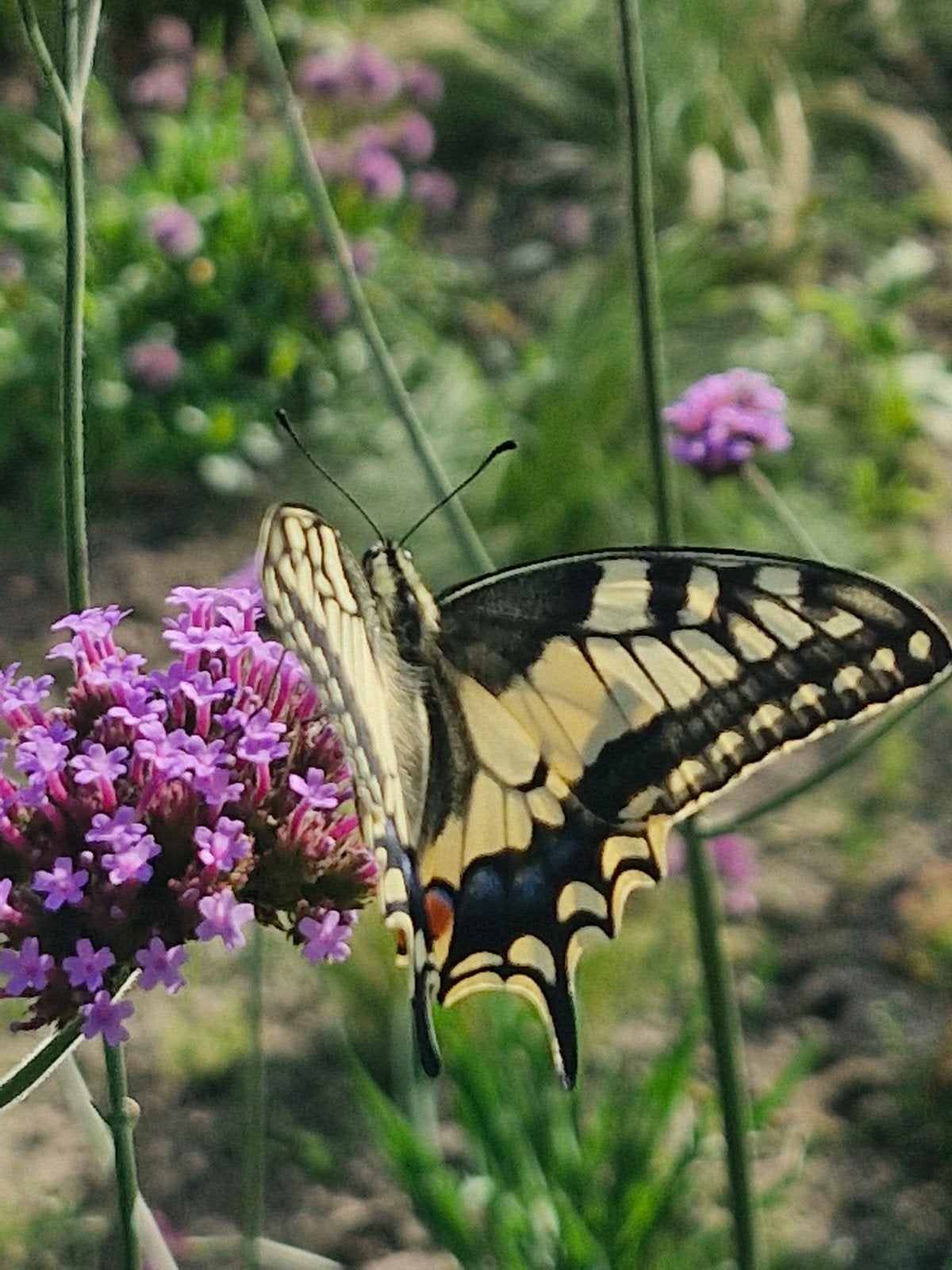 Verbena bonariensis, Tuin en Terras, Ophalen