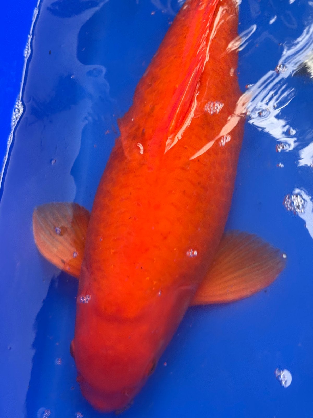 50 cm bengigoi koi, Dieren en Toebehoren, Karper of Koi