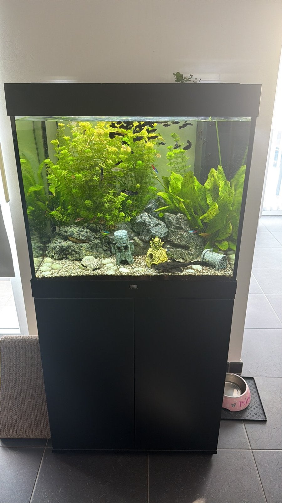 Juwel aquarium 200L, Ophalen, Decoratie, Zo goed als nieuw, Inclusief vissen