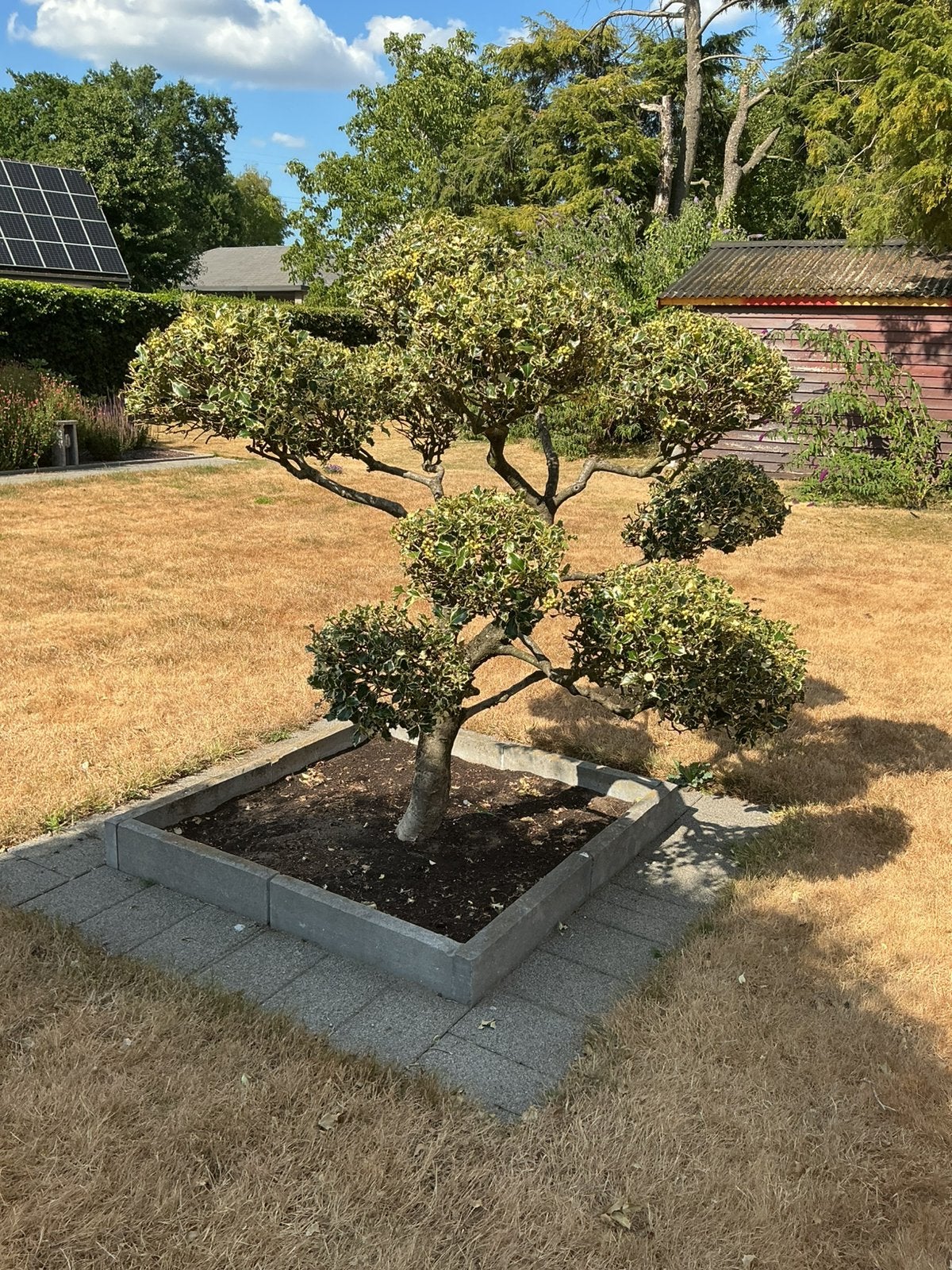 Hulst Bonsai, Ophalen, Halfschaduw, Overige soorten, Lente