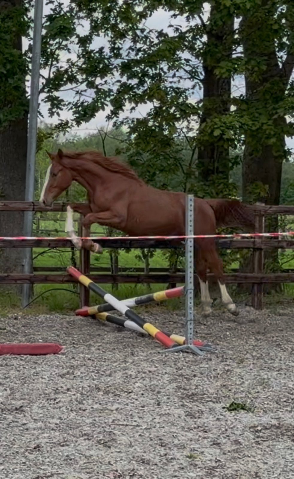 Ruin uit internationale springstam Comme il Faut x Carthago, Dieren en Toebehoren, Paarden, Ruin, M