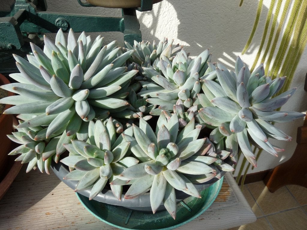 vetplant, Huis en Inrichting, Kamerplanten, Ophalen, Vetplant, In pot, Minder dan 100 cm