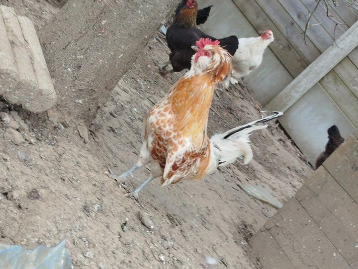 hanen, Dieren en Toebehoren, Pluimvee