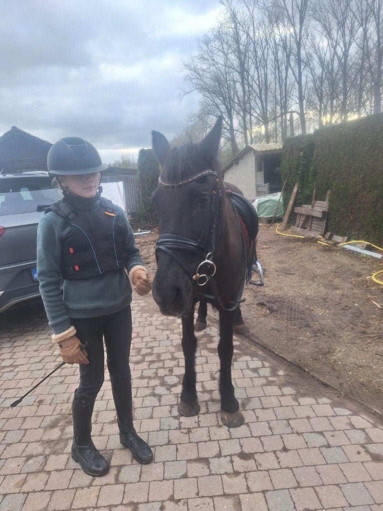 Superbrave  C beginnerspony, Dieren en Toebehoren, B, C pony (1.27m tot 1.37m), 11 jaar of ouder, Recreatiepony