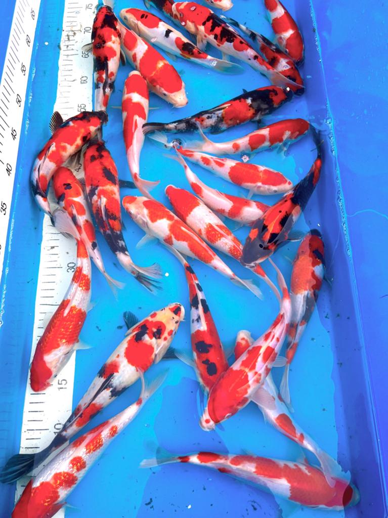 Tosai japonais de bonne qualité 20-25 cm. HAUT = HAUT, Animaux & Accessoires, Poissons | Poissons d'étang, Carpe ou Koï