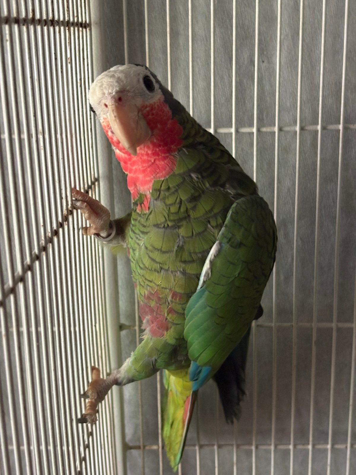 Cuba amazone papegaai man, Dieren en Toebehoren