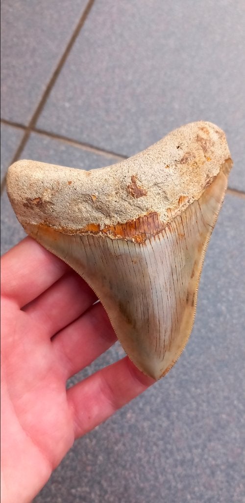 Megalodon haaientand met mooie kleuren fossiel, Verzamelen, Ophalen of Verzenden, Fossiel