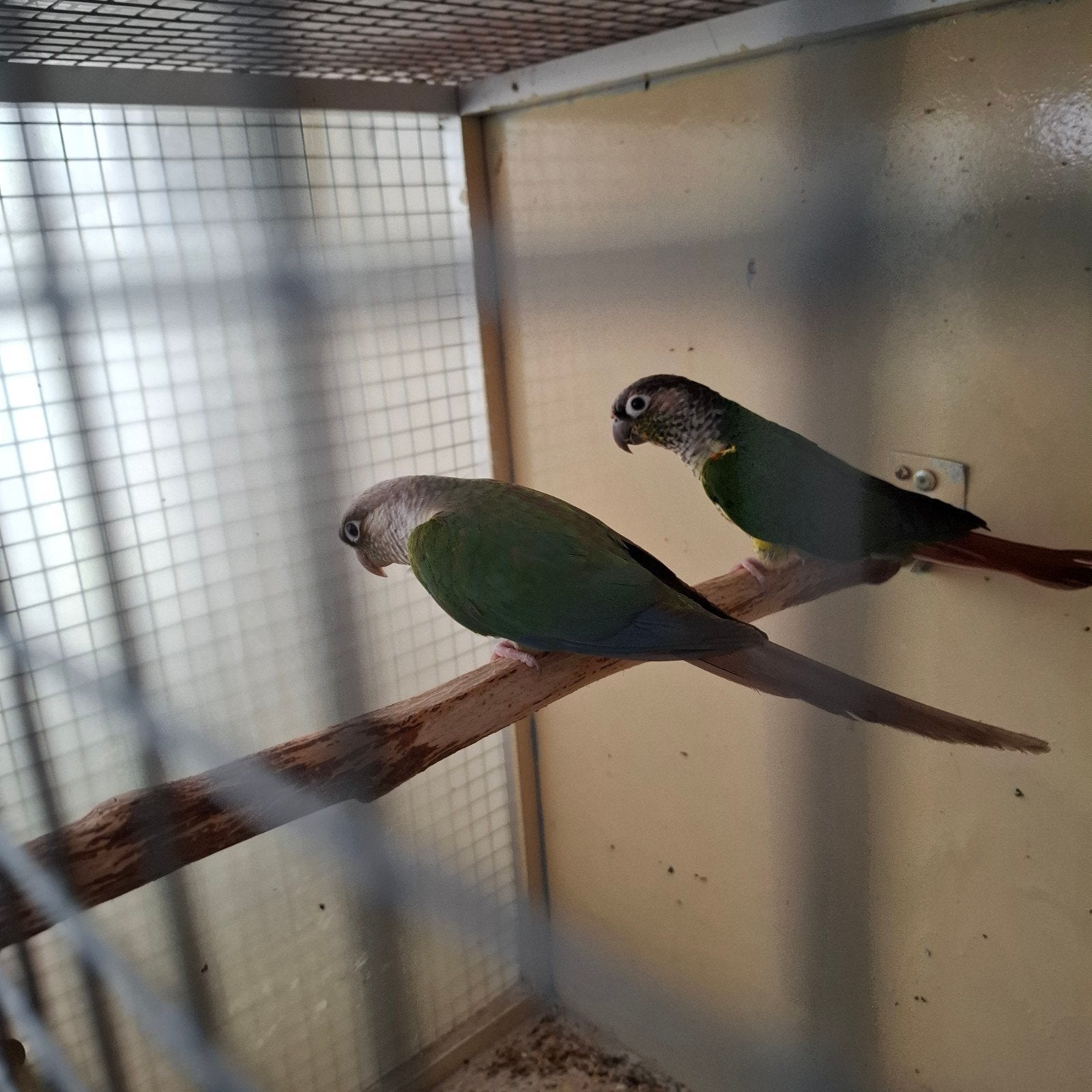 1-1 Pyrrhura's met kooi, Animaux & Accessoires, Oiseaux | Perruches & Perroquets, Perruche, Plusieurs animaux, Bagué
