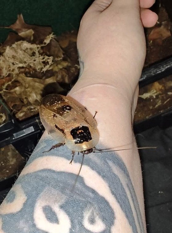 Blaberus giganteus, Dieren en Toebehoren, Overige soorten