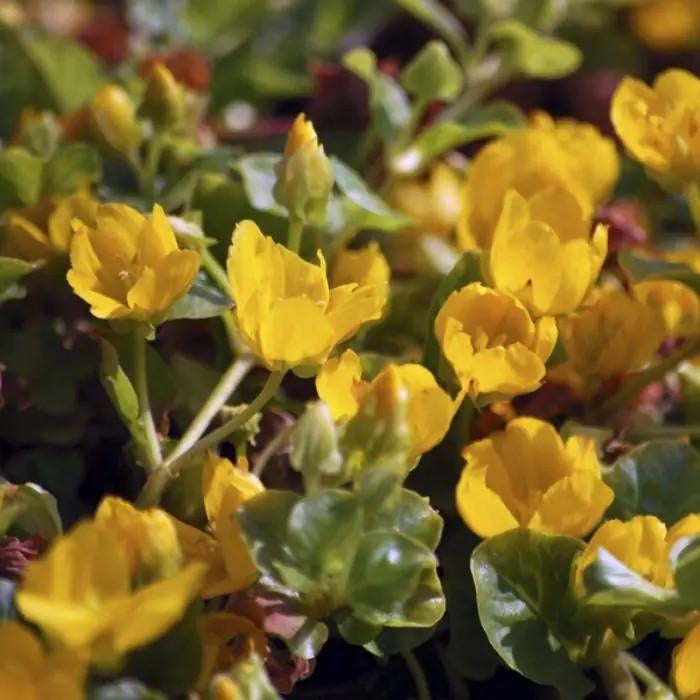 Lysimachia nummelaria aurea, Ophalen