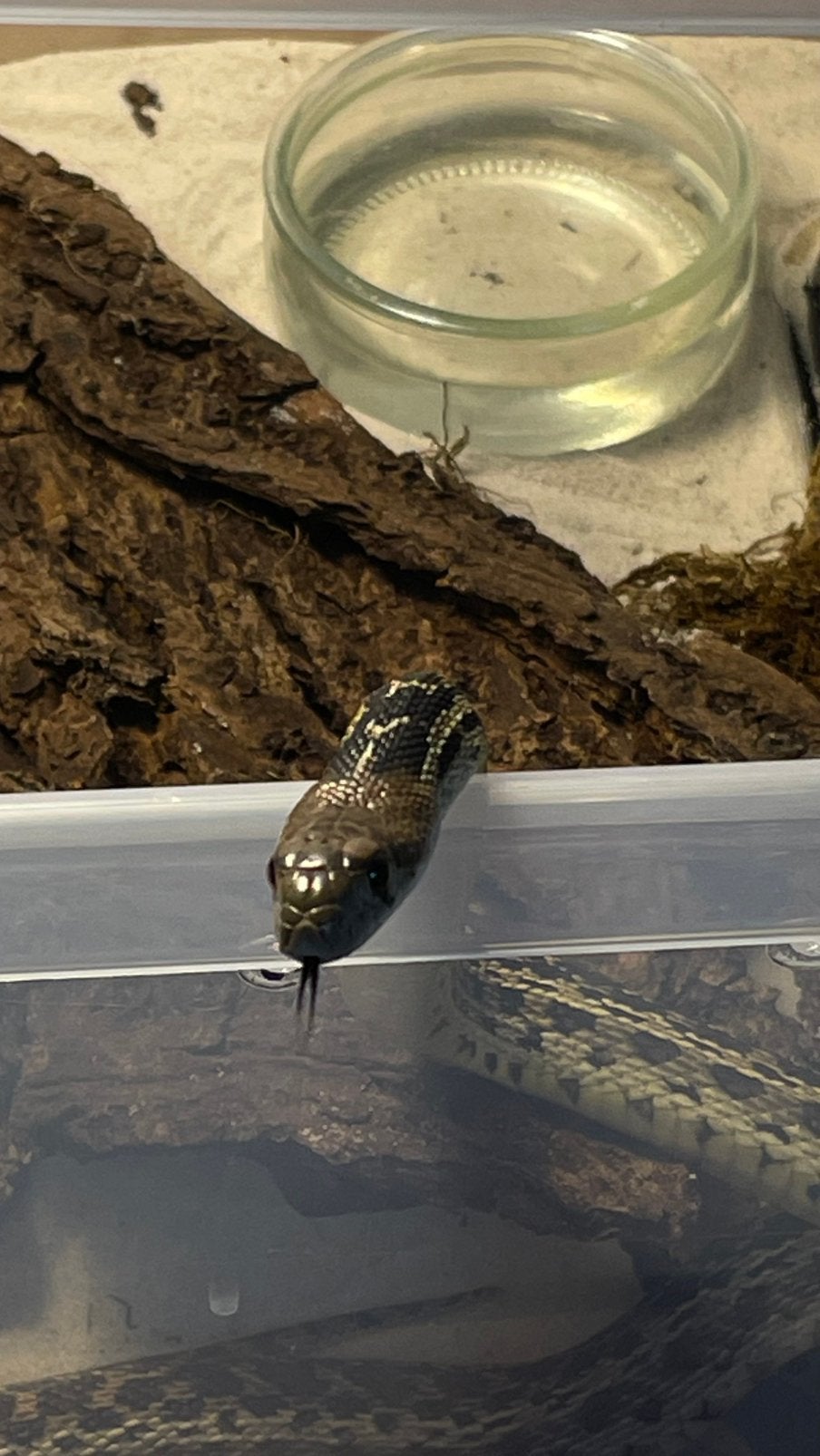 Bullsnake “stierslang”, Dieren en Toebehoren, Reptielen en Amfibieën