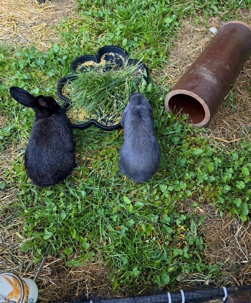 Minilop koppel, Dieren en Toebehoren