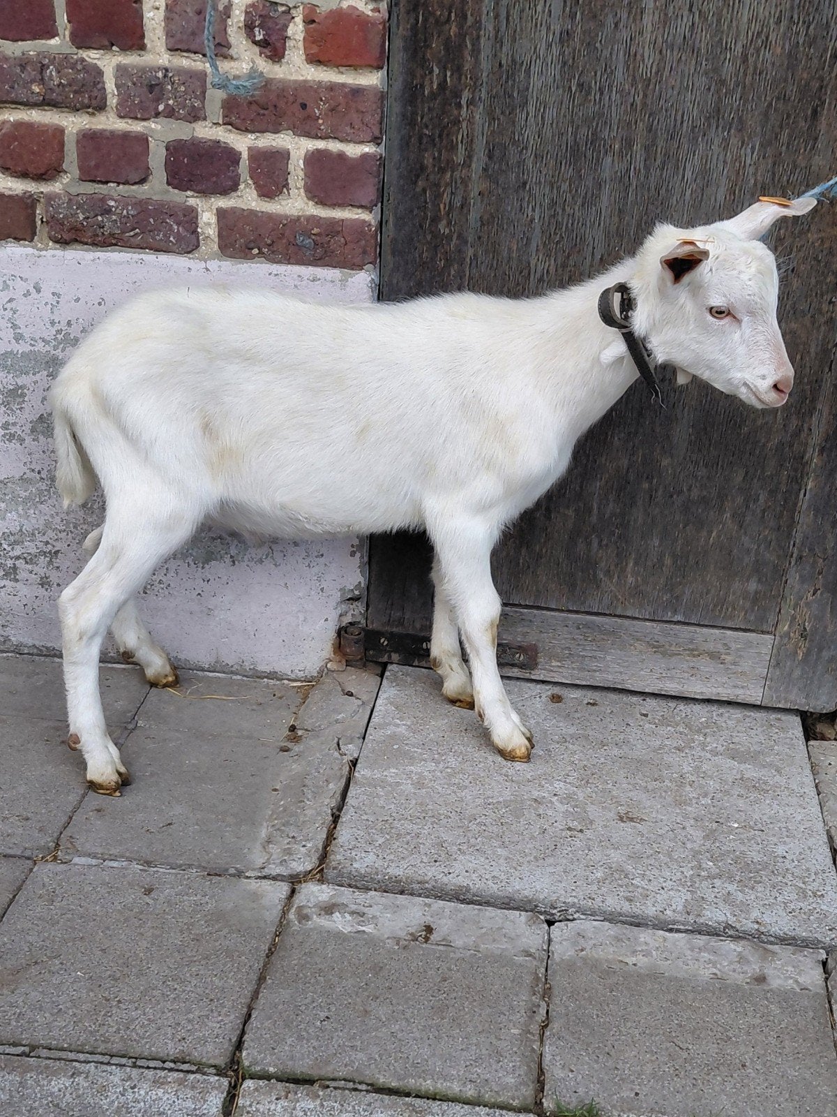 réserver, Animaux & Accessoires, Mâle