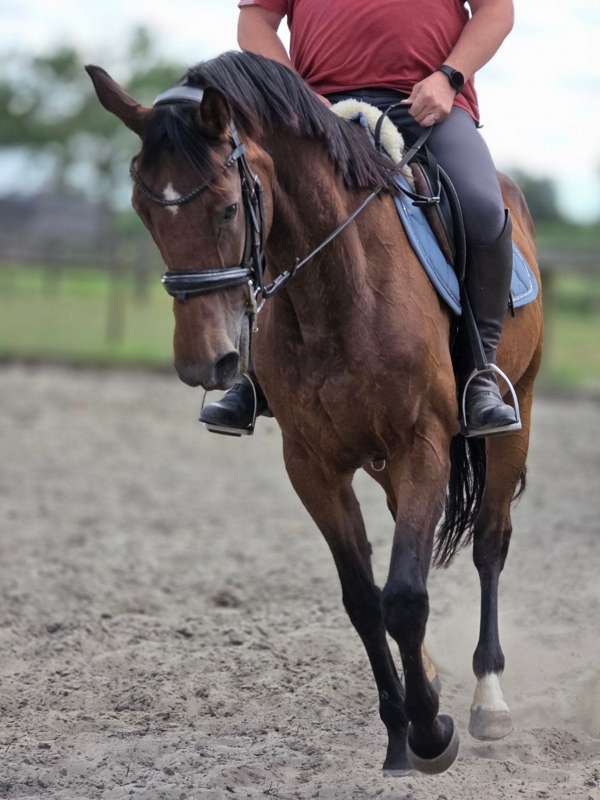 Beleren zadel/koets, Zadelmak