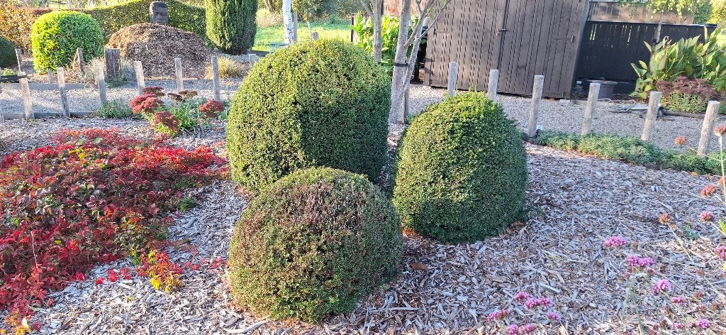 Taxus bollen te koop, Jardin & Terrasse, Enlèvement, Plante fixe, Autres espèces