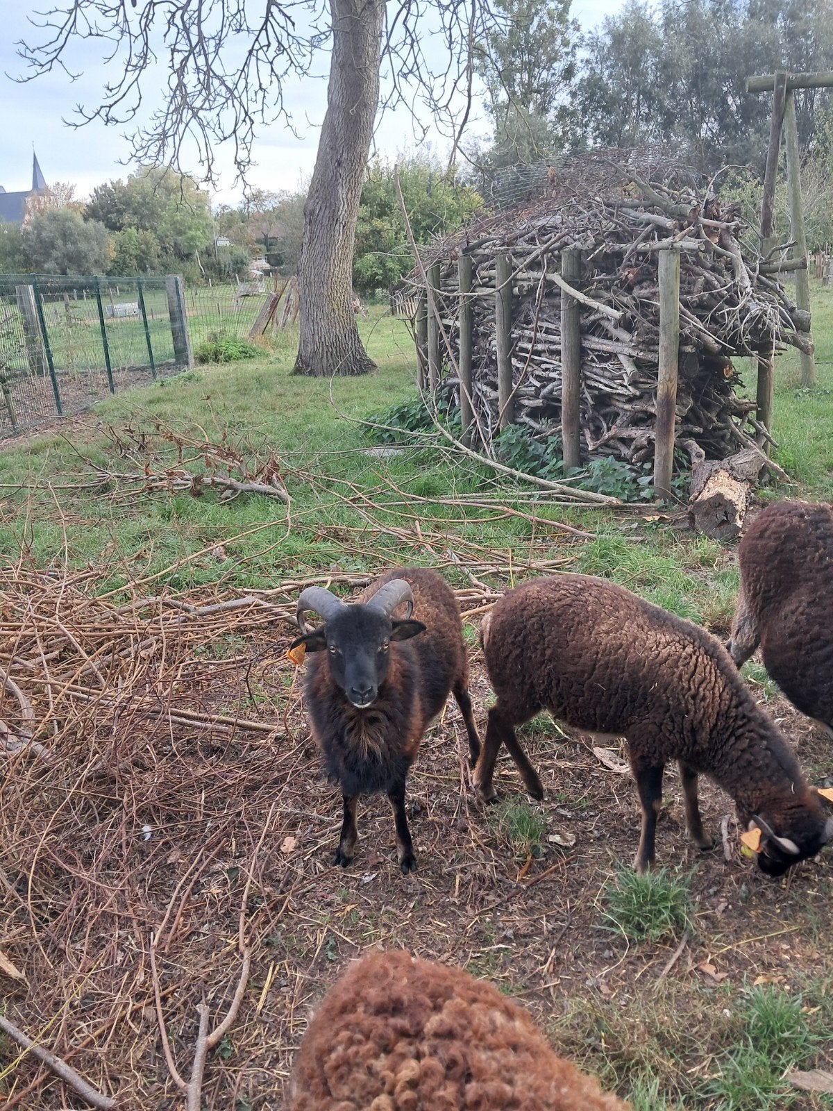 Soay lam ram, Dieren en Toebehoren, Mannelijk, Schaap, 0 tot 2 jaar