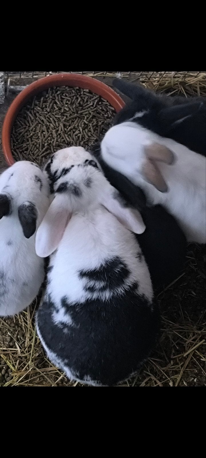 voedster 2 jaar, Dieren en Toebehoren, Konijnen