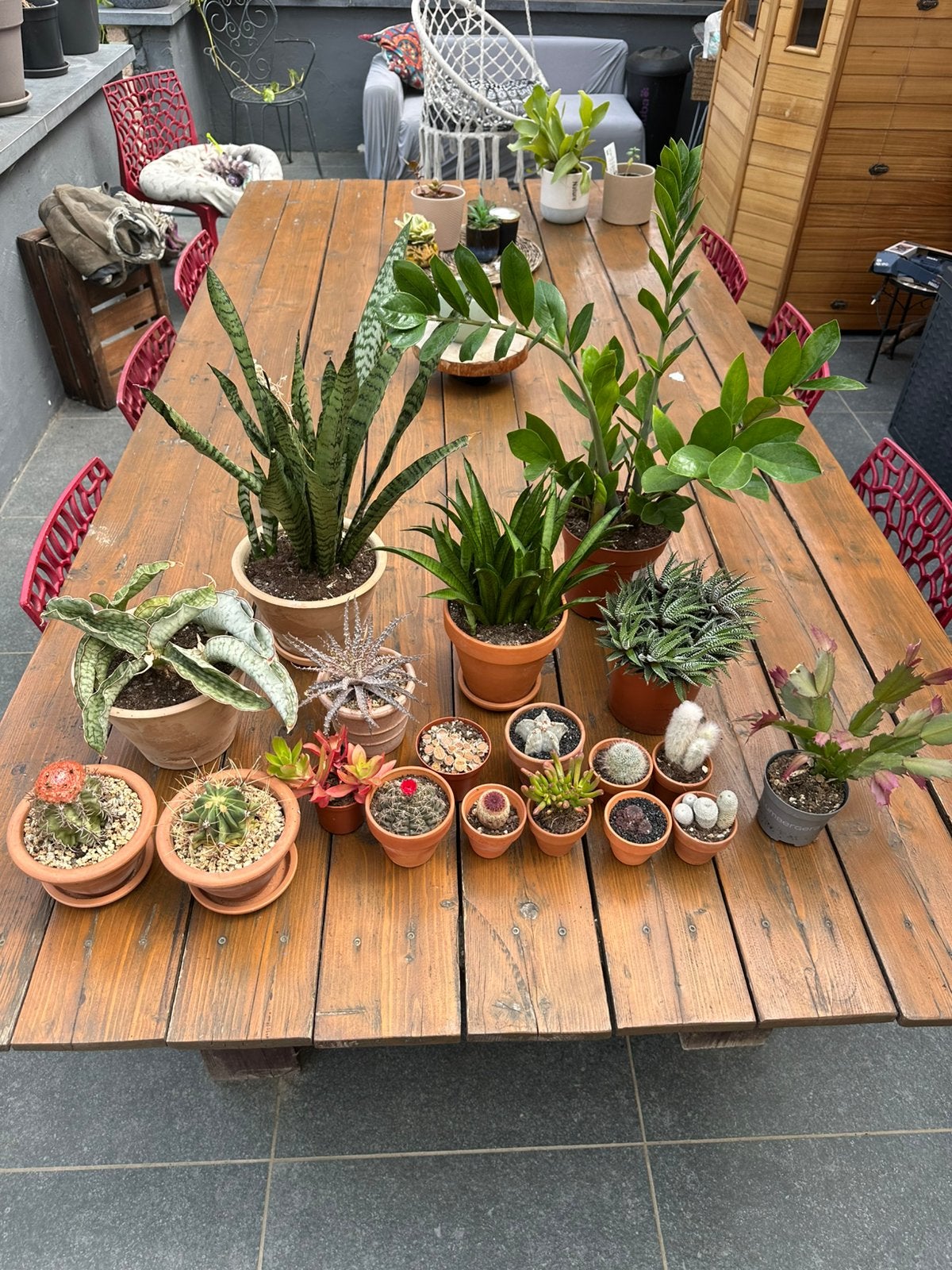 Lot de 19 cactus et plantes grasses + pots en terre cuite., Maison & Meubles, Plantes d'intérieur, Moins de 100 cm, Enlèvement