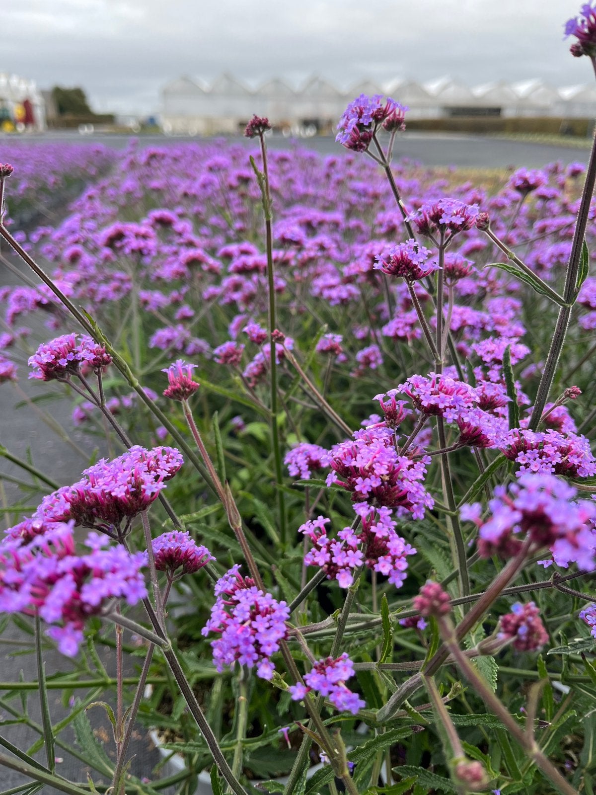 Verbena bonariensis/ lollipop, Ophalen, Zomer, Vaste plant, Volle zon
