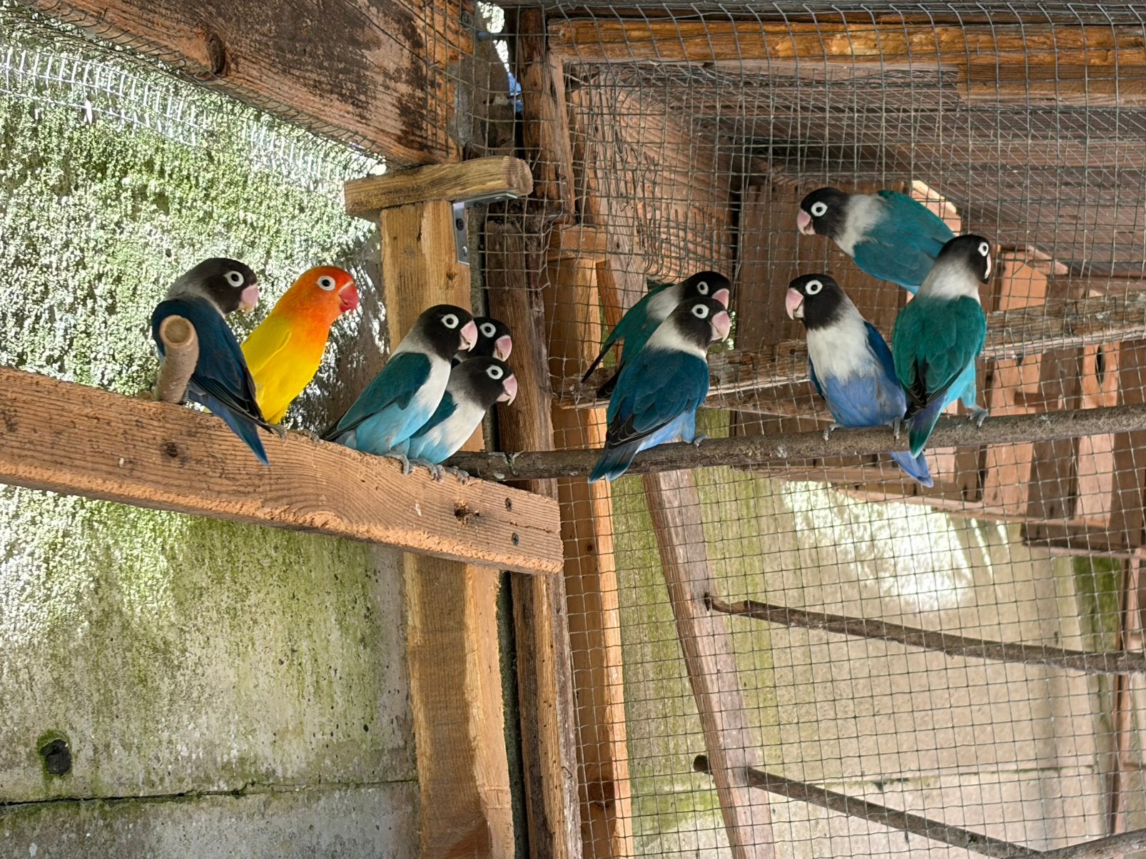 Personata, Dieren en Toebehoren