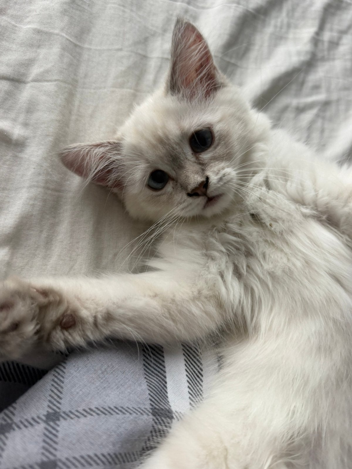 Kitten blue point langhaar, Dieren en Toebehoren, Katten en Kittens | Raskatten | Langhaar, Poes, Met stamboom, 0 tot 2 jaar