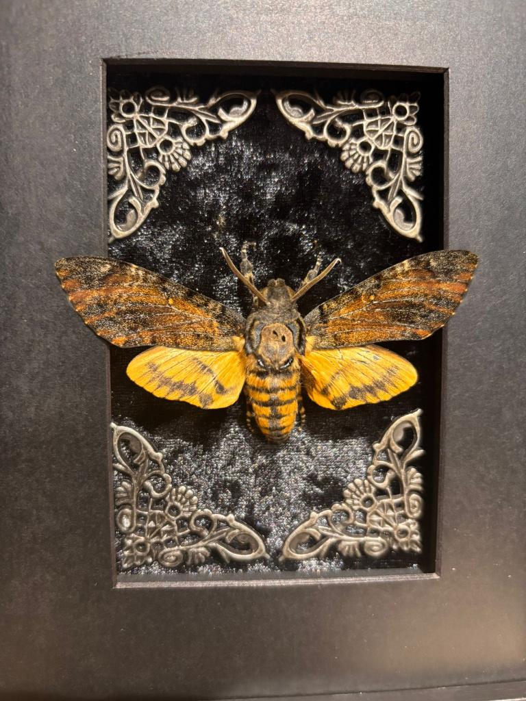 Ingelijste Doodshoofdvlinder, Verzamelen, Dierenverzamelingen, Nieuw, Opgezet dier, Insect, Ophalen of Verzenden