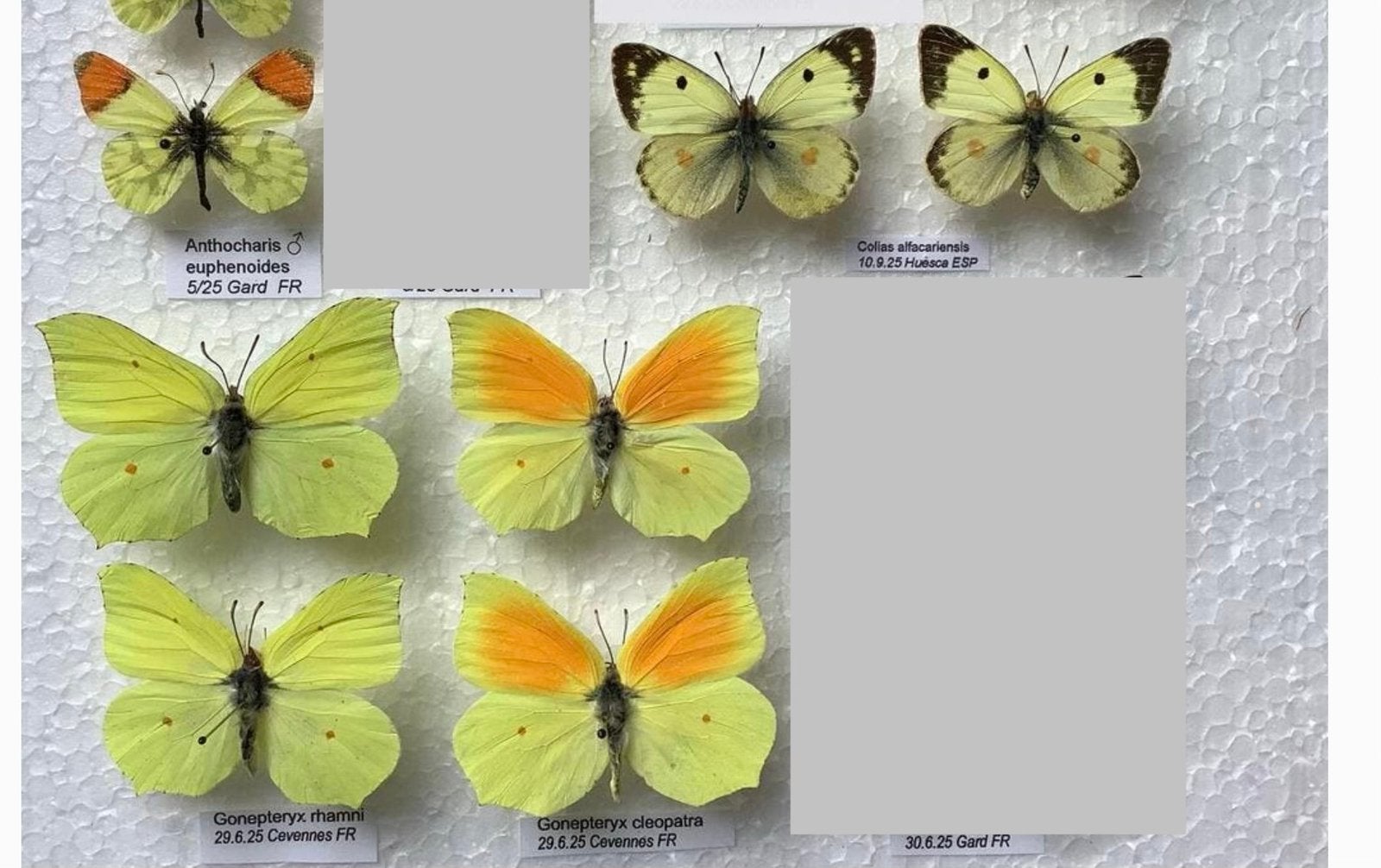 Europese vlinders, 5€/specimen, Verzamelen, Ophalen of Verzenden, Zo goed als nieuw