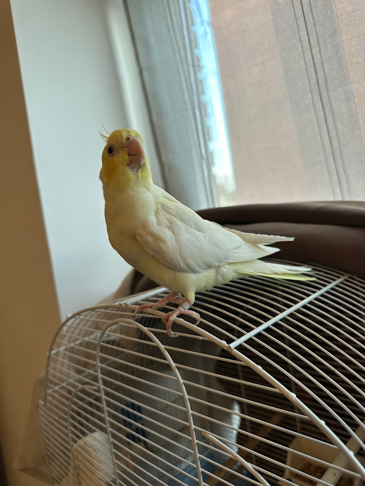 Couple de calopsitte, Animaux & Accessoires, Oiseaux | Canaris