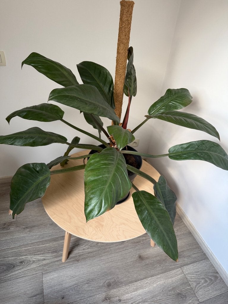 Philodendron Red Beauty, Maison & Meubles, Plantes d'intérieur, Autres espèces, En pot, Moins de 100 cm, Enlèvement