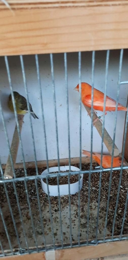 vogels, Dieren en Toebehoren, Geringd