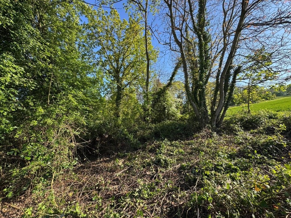 Bois de chauffage sur pied GRATUIT, Jardin & Terrasse, 6 m³ ou plus, Enlèvement, Chêne, Troncs d'arbres