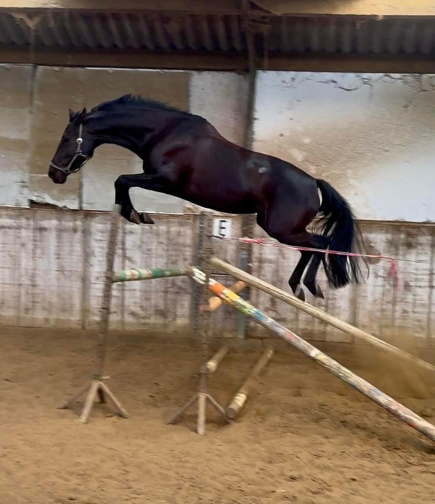 6 jarige Fokmerrie, Dieren en Toebehoren, Paarden, Merrie, Met stamboom, Niet van toepassing, 3 tot 6 jaar
