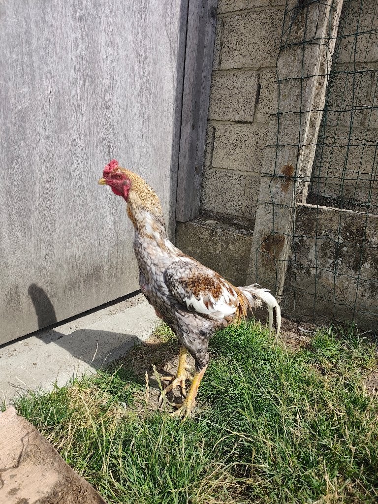 Combattant Shamo, Animaux & Accessoires, Oiseaux | Oiseaux Autre, Mâle