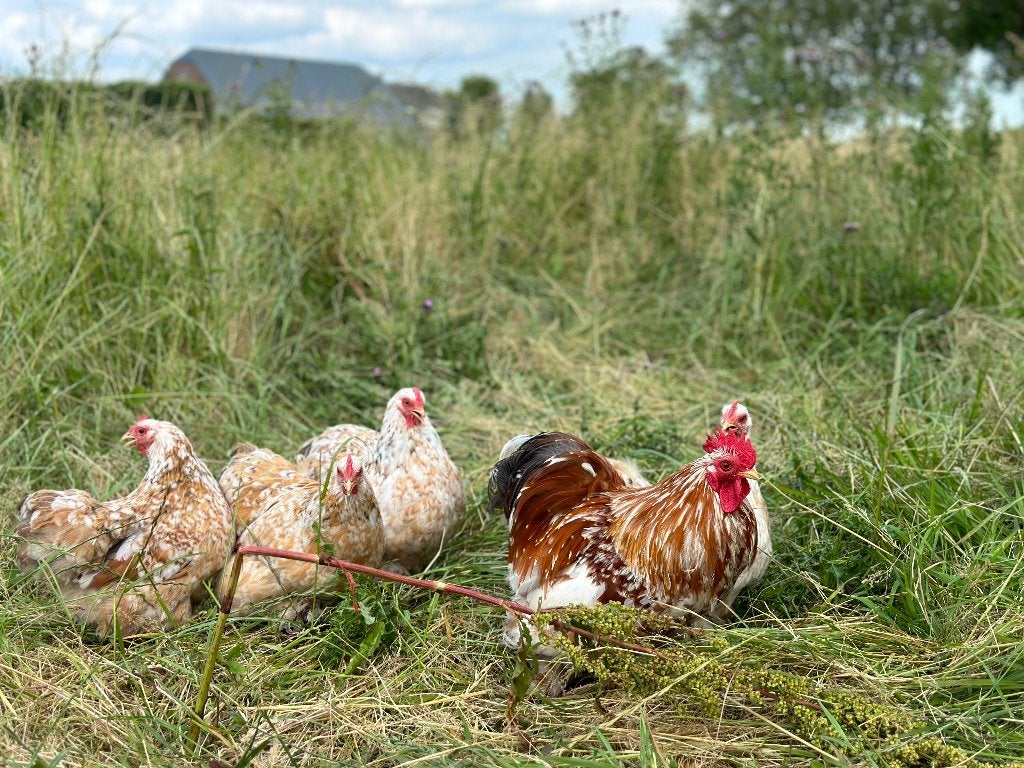 Cochin kriel Porselein blauw getekend gesekst en ingeënt, Femelle, Poule ou poulet