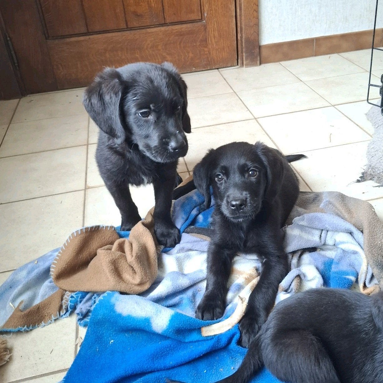 Lieve retriever pups op boerderij ouders getest, België, CDV (hondenziekte), 8 tot 15 weken, Meerdere