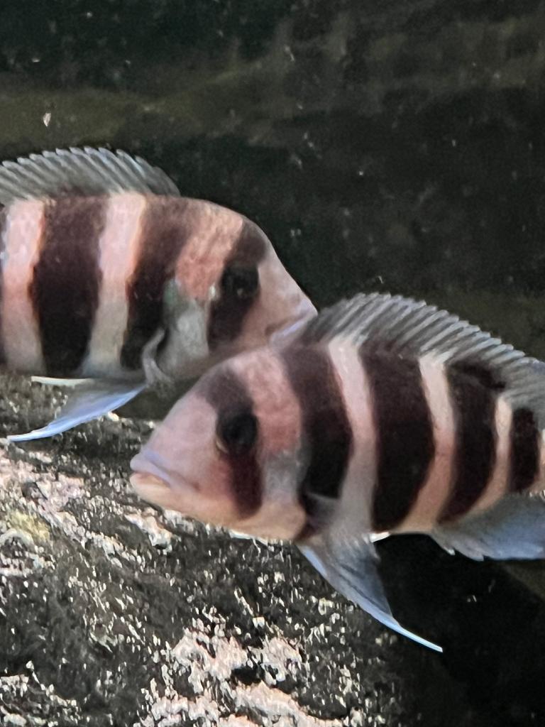Frontosa jongen, Banc de poissons