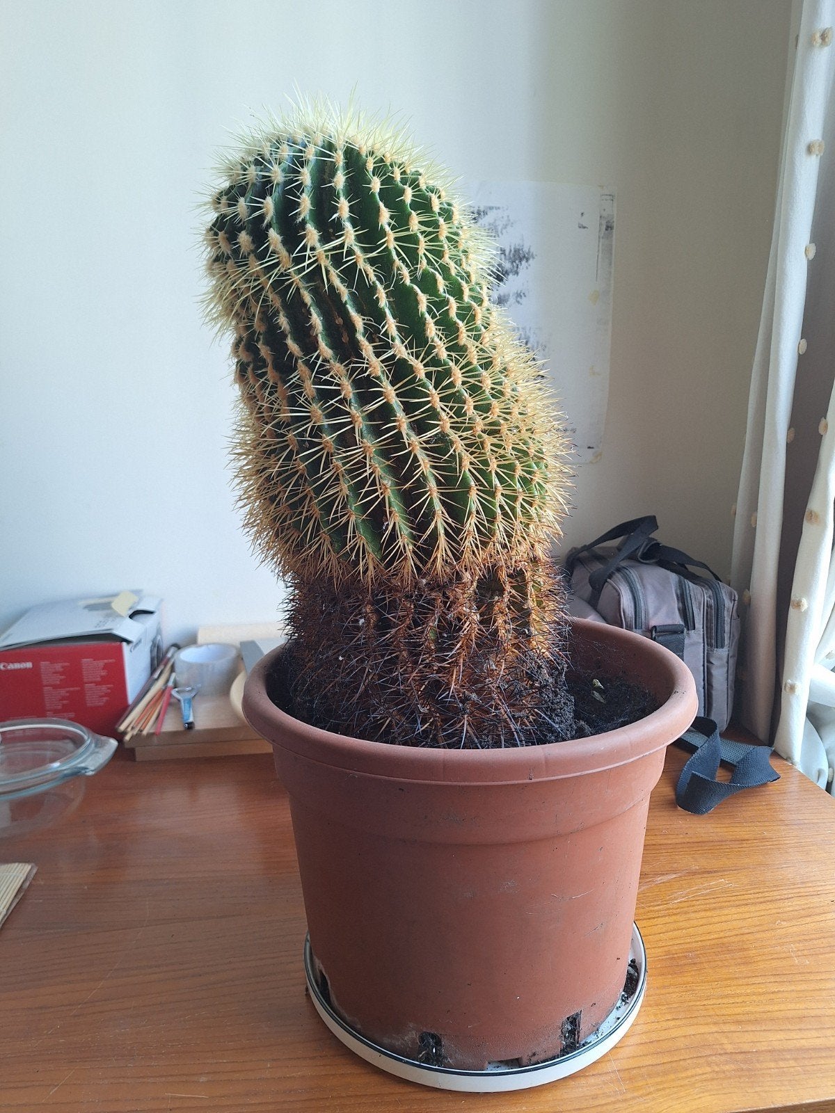 grote kaktus, Enlèvement, Cactus