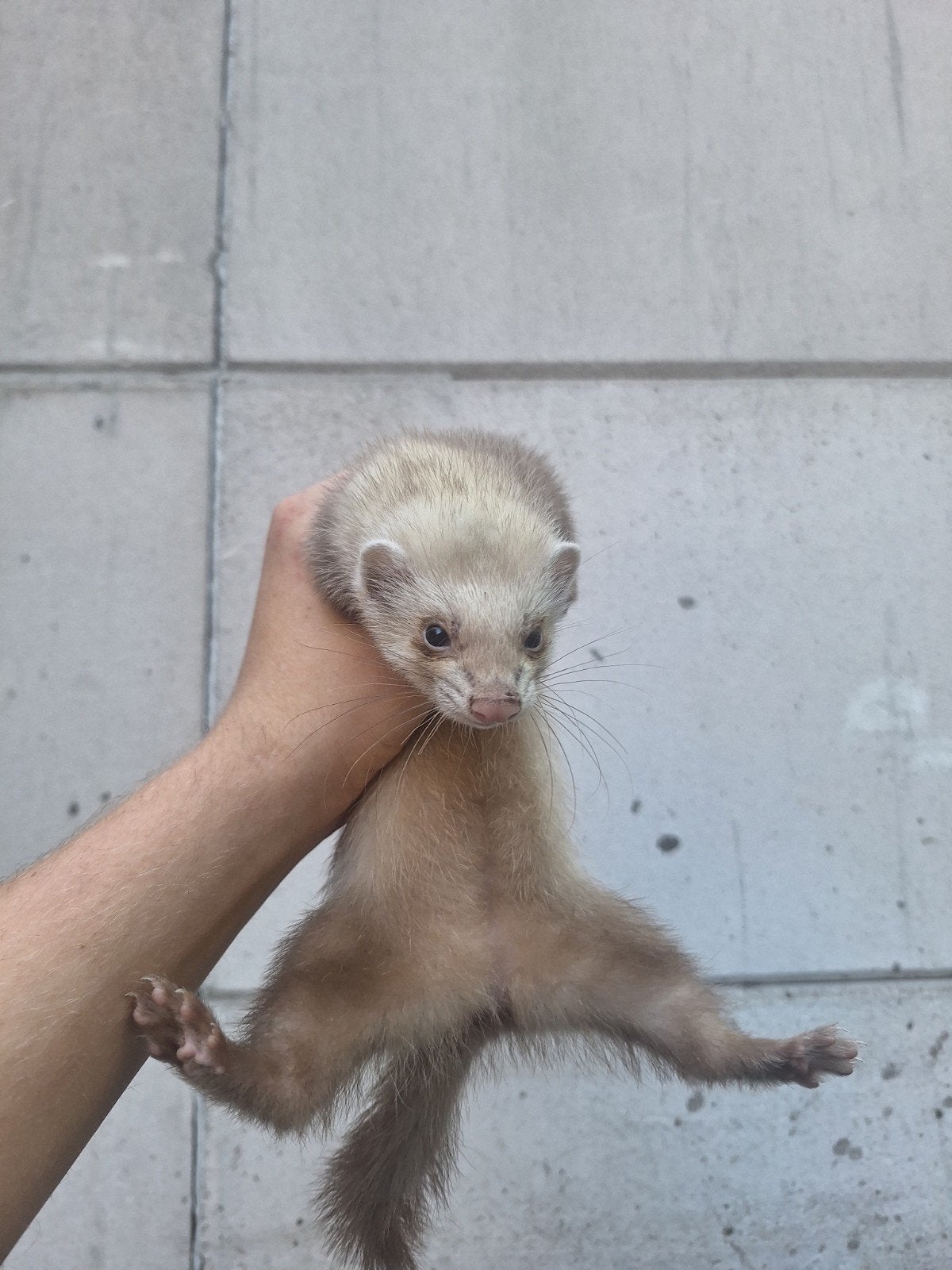 Koppel fretjes tam, Dieren en Toebehoren, April